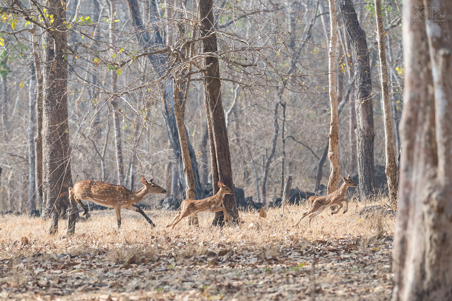 Kabini - Spotted deers The spotted deer (Axis deer, Chital, Axis axis) forms matriarchal herds with one adult female and her offspring and many other individuals, male and female.   Stefan Cruysberghs